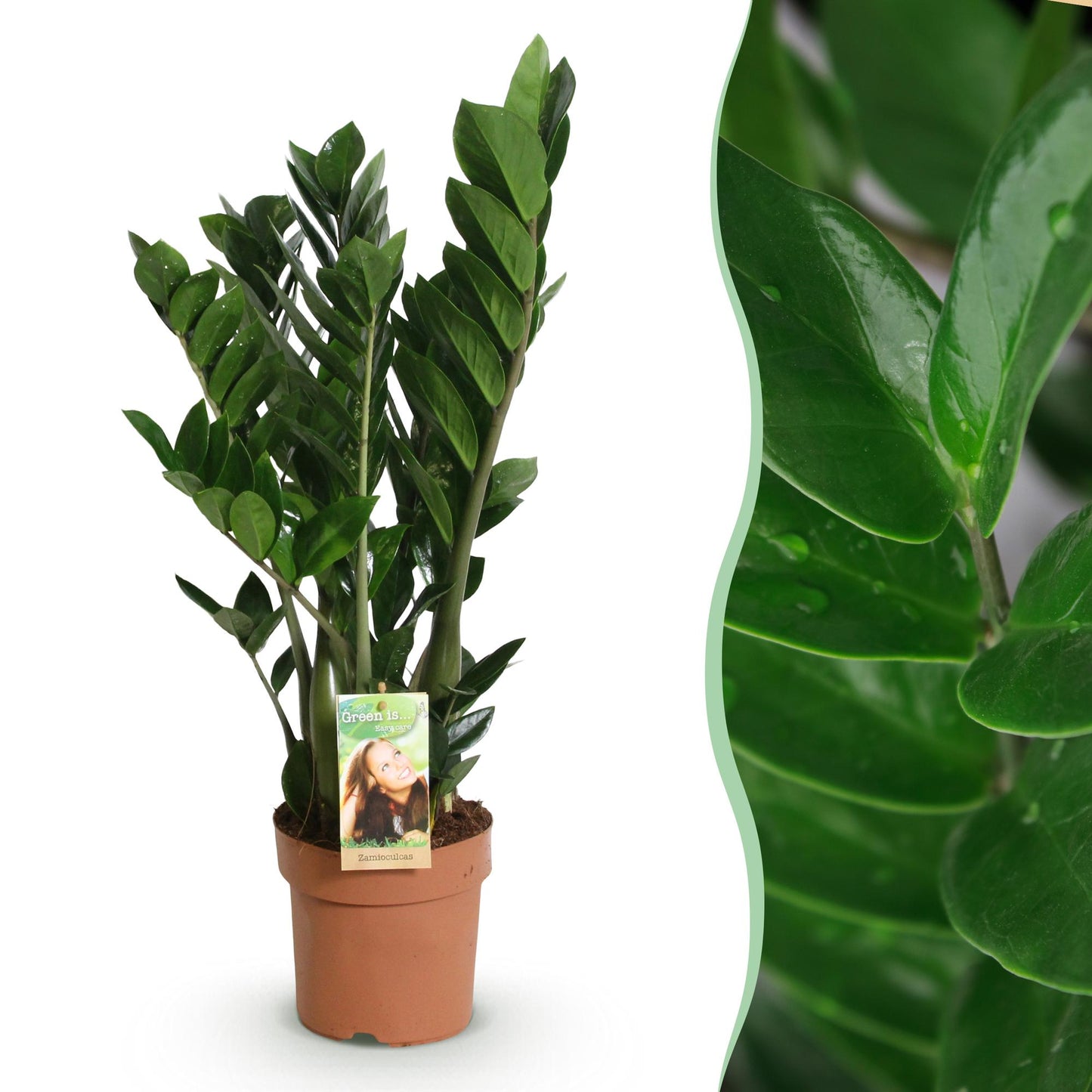 Green is... Houseplants - Zamioculcas - ZZ plant - Low maintenance - Green - 1 Plant - Pot 17cm - Height 65-75cm