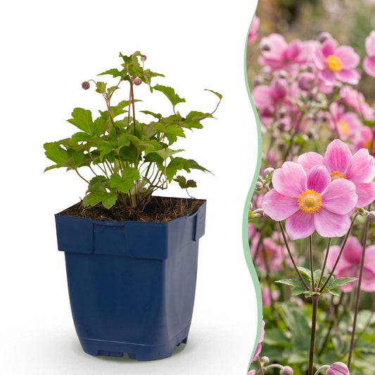 Perennial - Anemone hup. Splendens - Japanese Anemone - Shade - Dark Pink - 3 Plants - Pot 11cm - Height 15-25cm