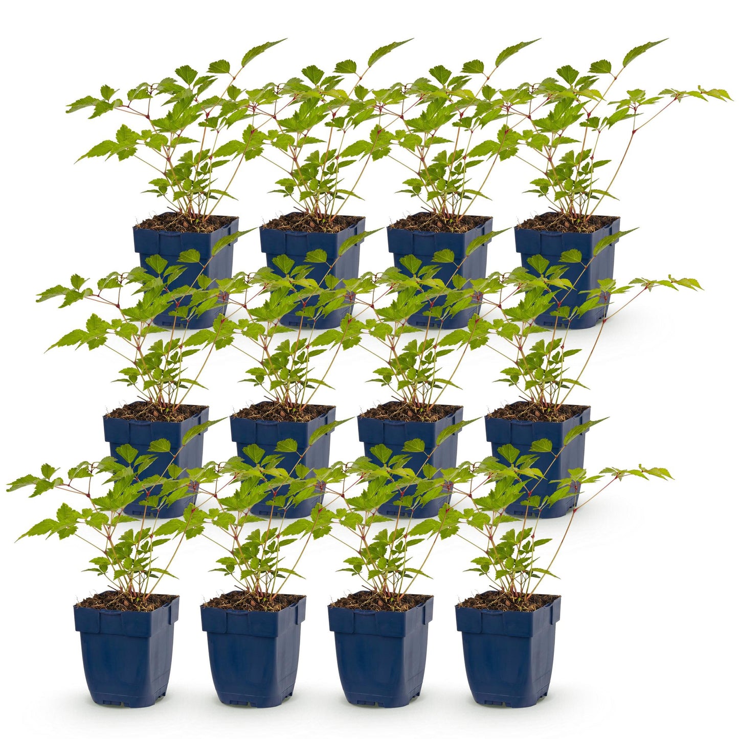 Green boutiQ - Plante vivace - Astilbe (J) Europa - Spirée de Chine - Ombre - Rose - 12 Plantes - Pot 11cm - Hauteur 15-25cm