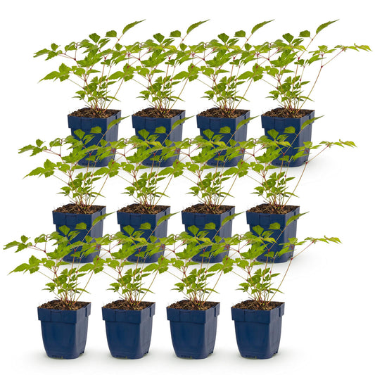 Green boutiQ - Plante vivace - Astilbe (J) Europa - Spirée de Chine - Ombre - Rose - 12 Plantes - Pot 11cm - Hauteur 15-25cm