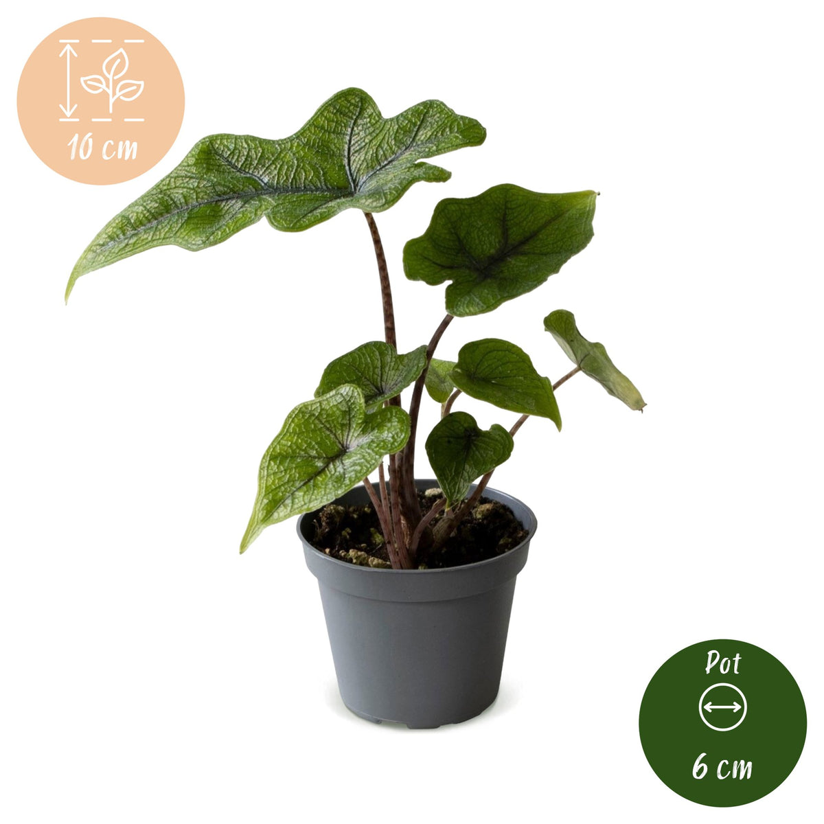 Alocasia Jacklyn - Alocasia Jacklyn - Groen - Tropisch - Ø6cm - ↕10cm