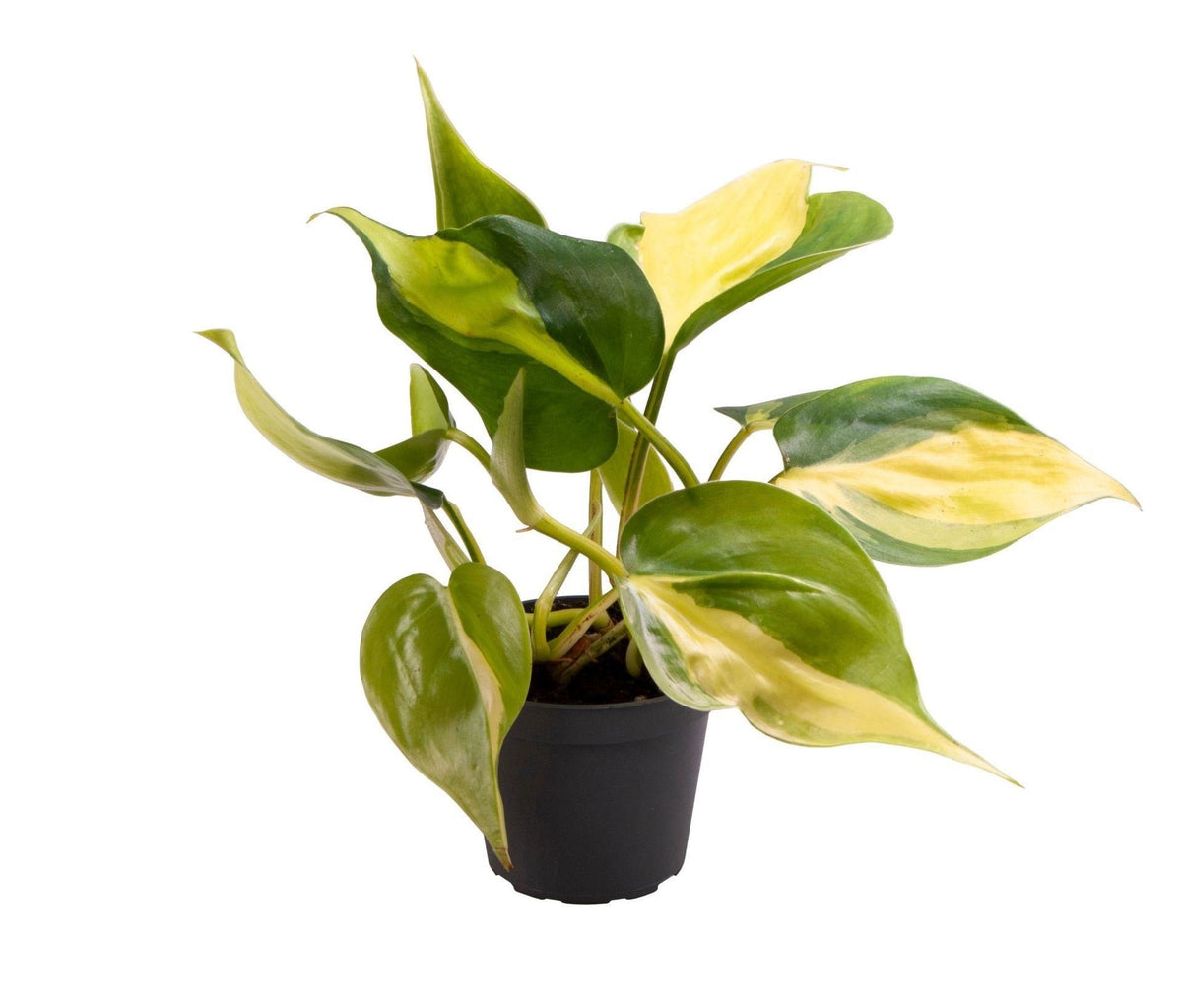 Philodendron Scandens Brazil - Heartleaf Philodendron Brazil - Green - Yellow - Tropical - Ø6cm - ↕12cm