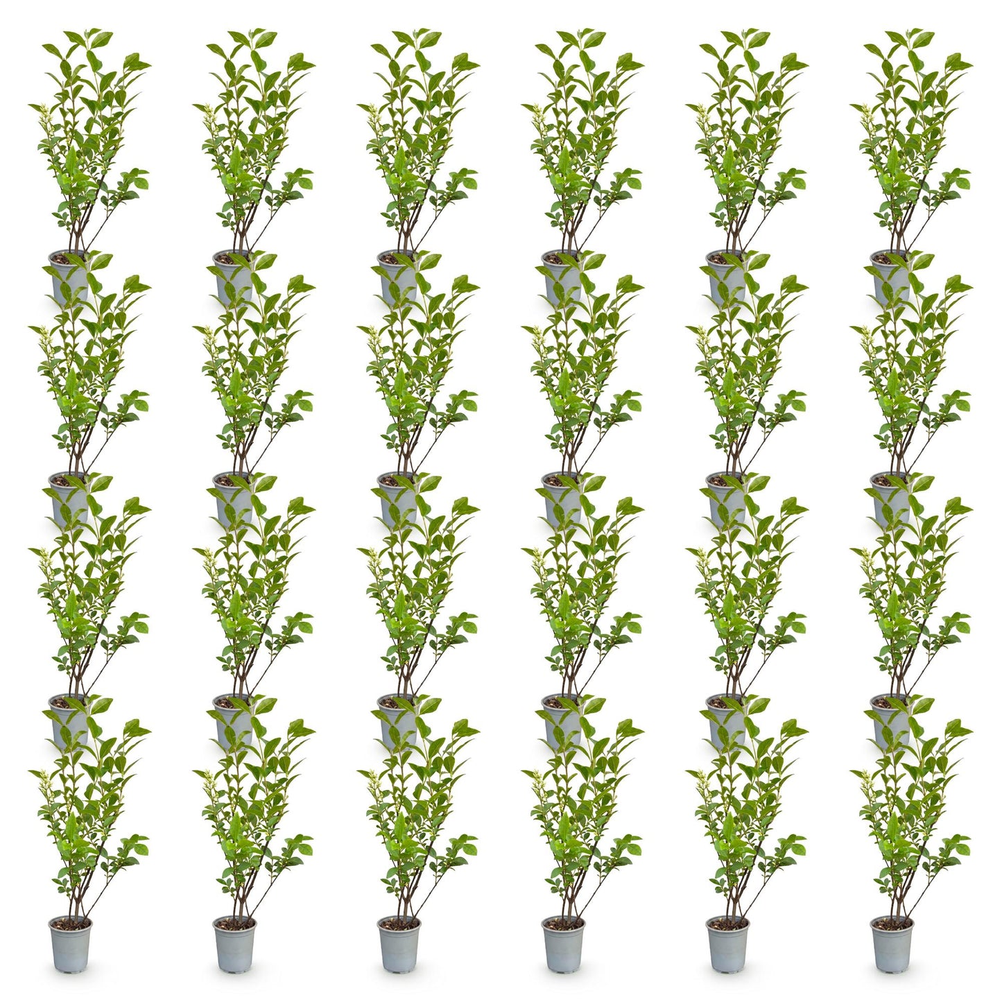 Green boutiQ - 24x Ligustrum ovalifolium - Common Privet - Hedge Plants - Evergreen - Green - Pot 9cm - Height 35-45cm