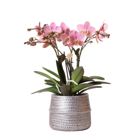 Kolibri Orchids | Orchidea Phalaenopsis rosa – Treviso in vaso con scanalatura argentata – dimensioni del vaso Ø12 cm – altezza 35 cm | pianta da appartamento fiorita in vaso – fresca dal coltivatore