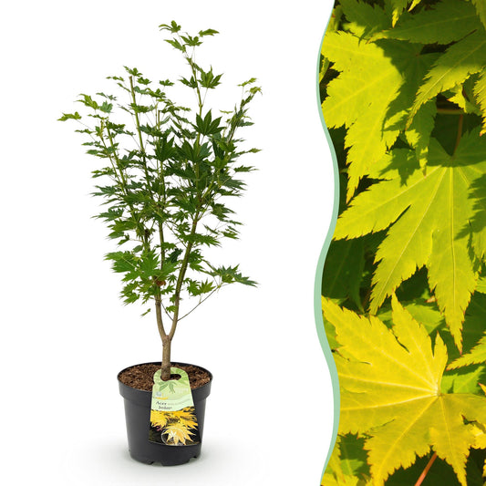 Garden plant - Acer palmatum Jordan - Japanese Maple - Deciduous - Yellow - 1 - Pot 26cm - Height 90cm