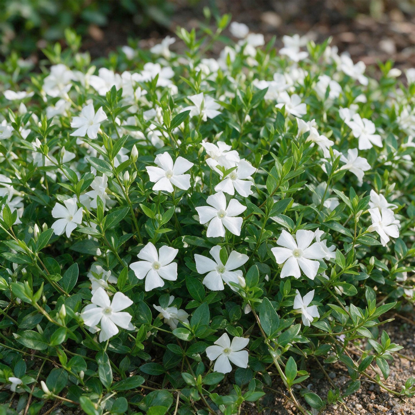 Perennial - Vinca minor Alba - Periwinkle - Ground Cover - White - 1 Plant - Pot 11cm - Height 15-25cm