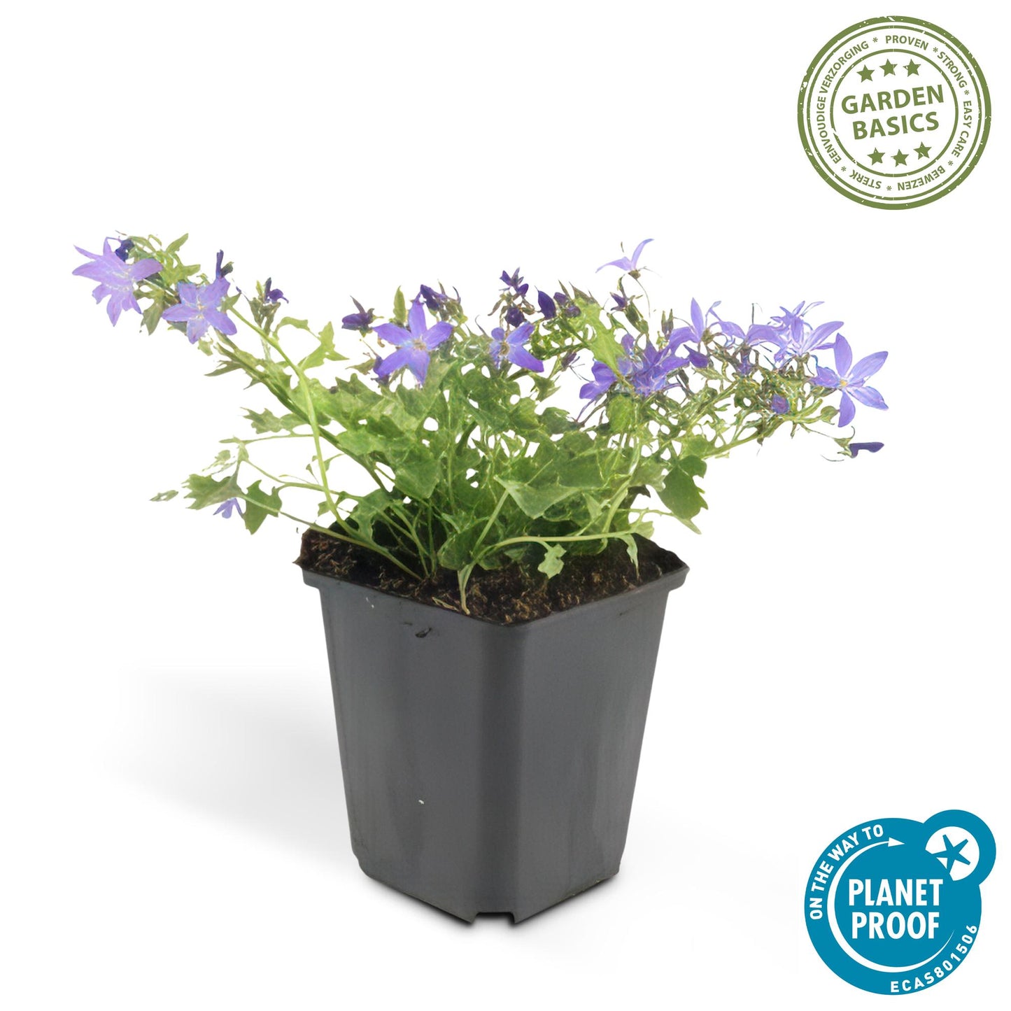48x Campanula poscharskyana 'Stella' - ↕10-25cm - Ø9cm