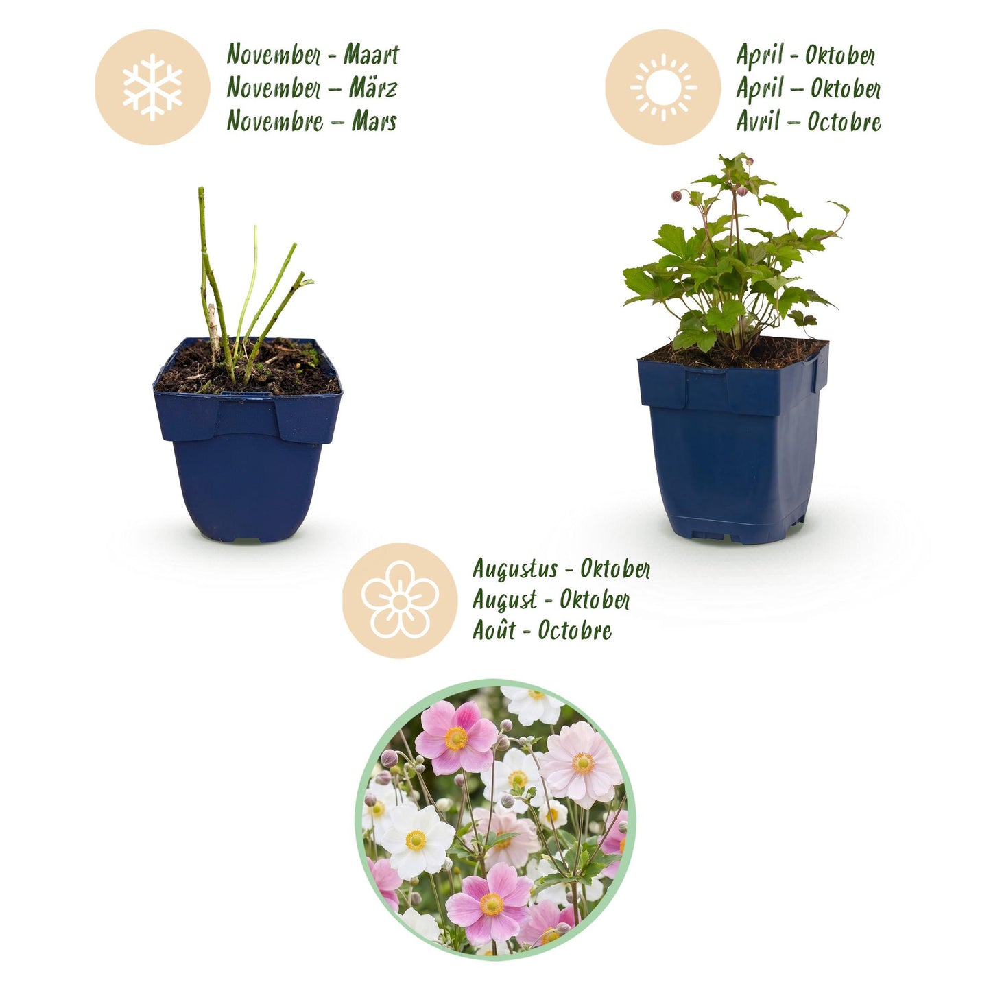 Vasteplant - Anemone Tricolour - Herfst Anemone - Schaduw - Donker Roze - Roze - Wit - 6 Planten - Pot 11cm - Hoogte 15-25cm
