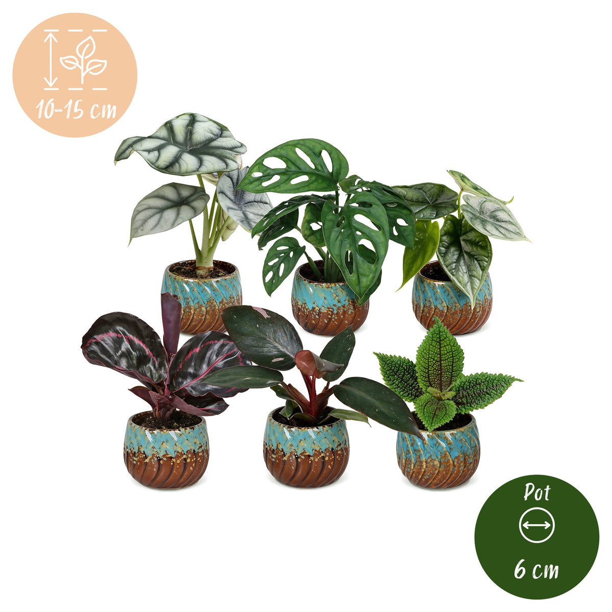 6x Baby Jungle Mix - Diversen - Tropisch - incl. Copper Reef - Ø6cm - ↕10-15cm