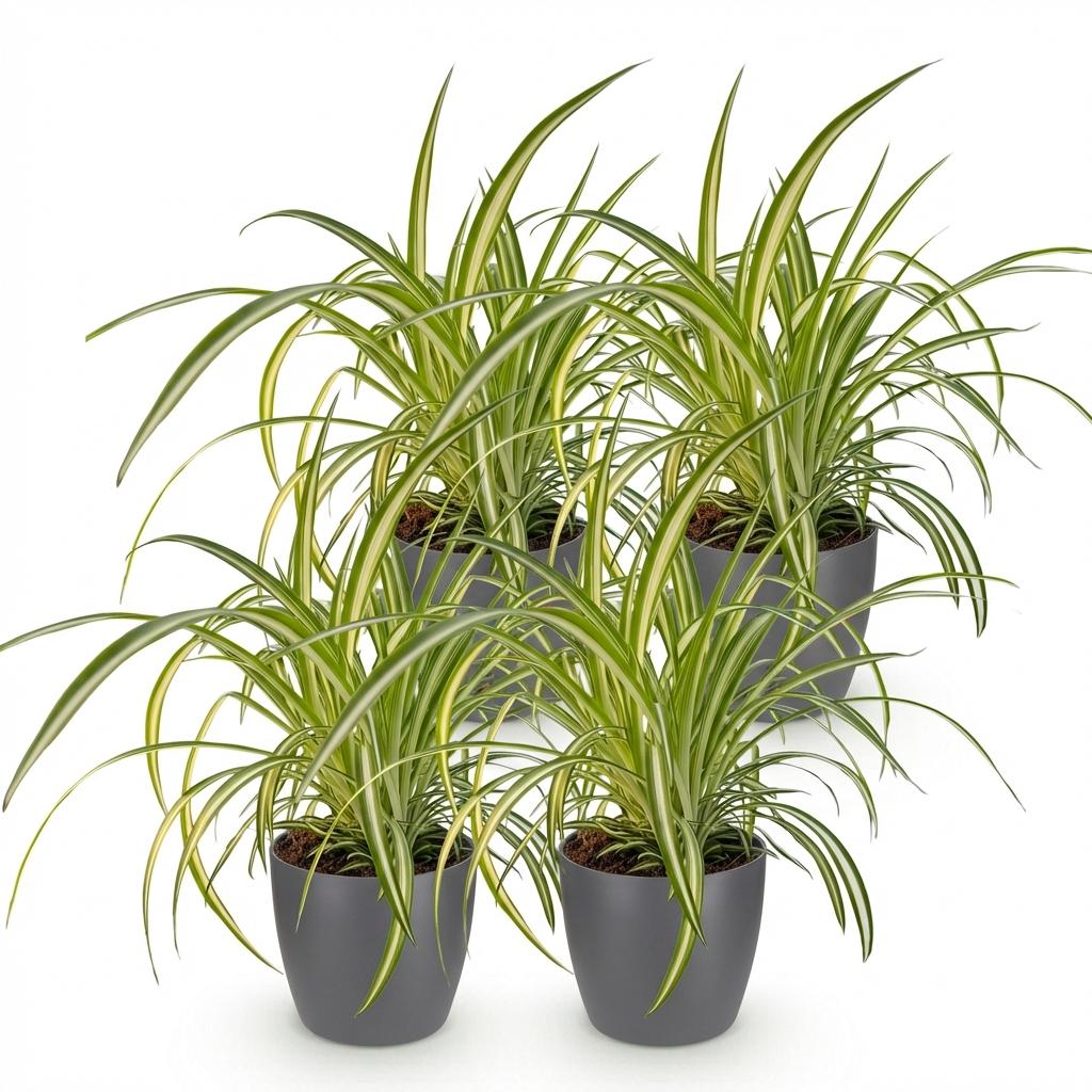 Green boutiQ - House Plant - Chlorophytum comosum Variegatum - Variegated Spider Plant - Pet-Friendly Plant - Green - 4 Plants - with Potter Grey - Pot 12cm - Height 20cm
