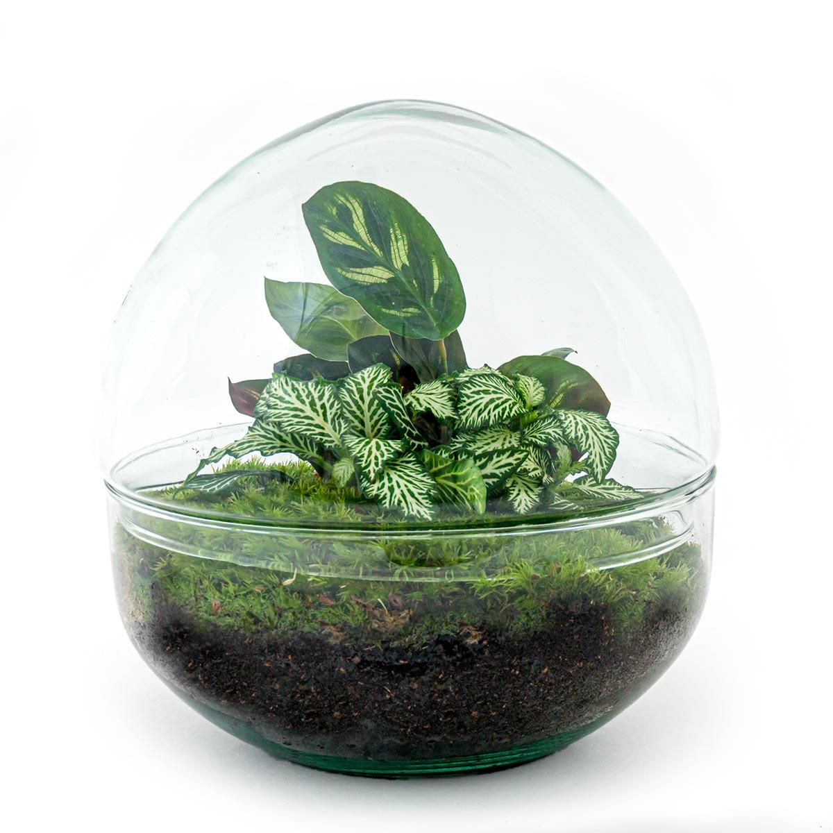 DIY Plant terrarium two-piece glass dome - Ø 20 cm ↑ 20 cm - Rake + Shovel + Tweezer + Scissors