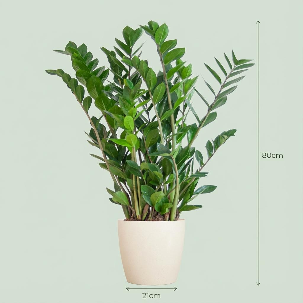 Zamioculcas Zamiifolia with Potter white  - 80cm- Ø21