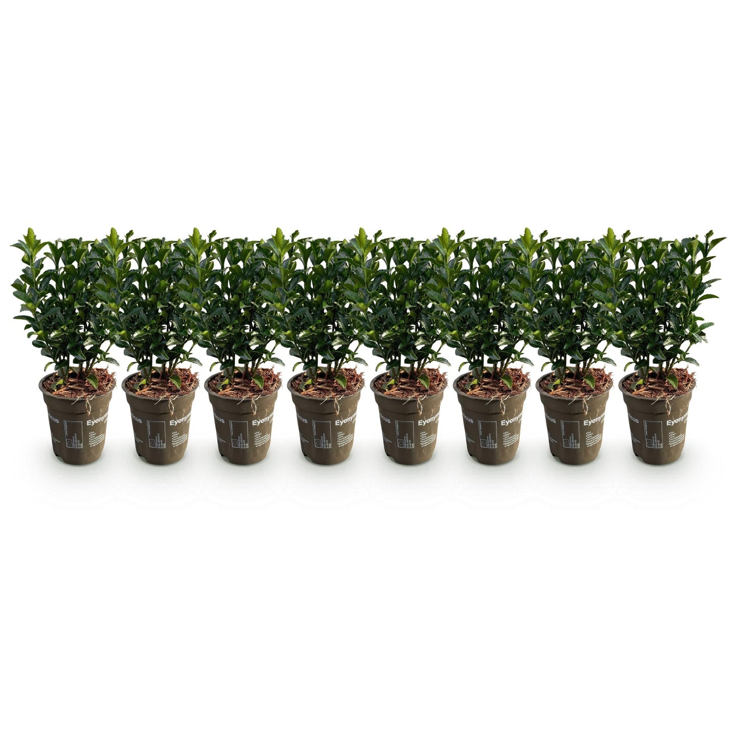 Green boutiQ - 8x Euonymus japonica Green Spire - Spindle Tree - Hedge Plants - Evergreen - Green - Pot 9cm - Height 20-25cm