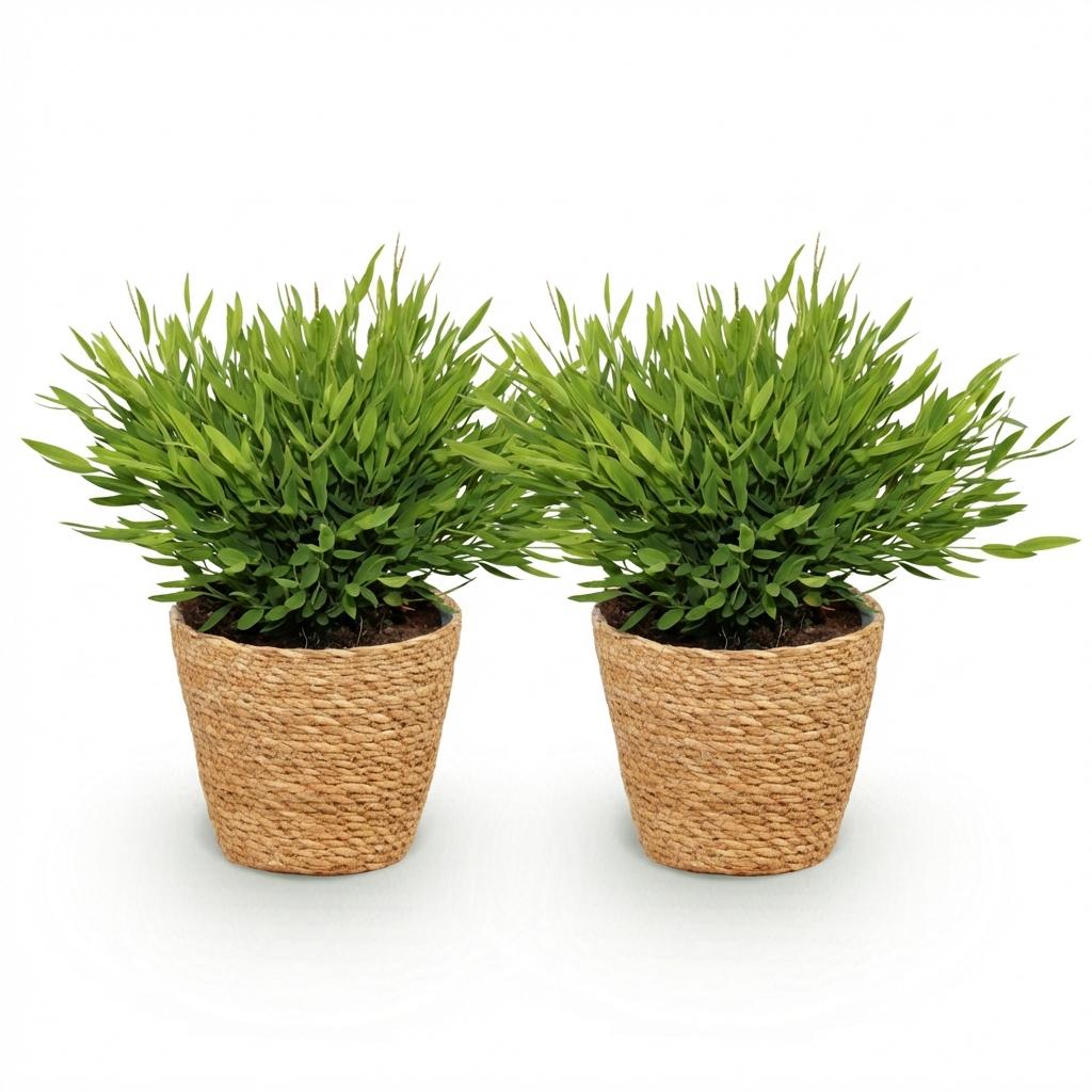 Houseplant - Bamusa Pogonatherum Monica - Bamboo Grass - Pet-Friendly Plant - Green - 2 Plants - with Basket - Pot 12cm - Height 20cm