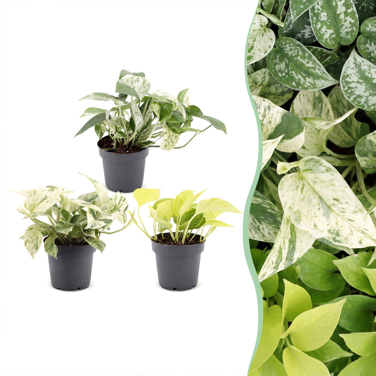 3x Epipremnum Tricolour - Yellow - Green - Cream - Tropical - Ø6cm - ↕20-25cm