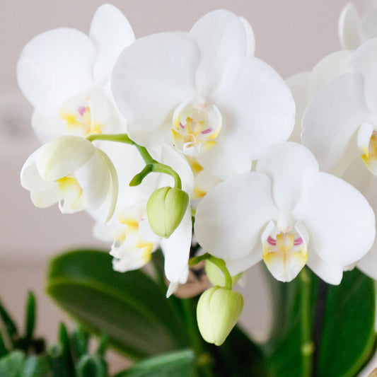 Orchidee colibrì | OFFERTA COMBI di 4 orchidee Phalaenopsis bianche - Amabilis - dimensioni vaso Ø9cm | pianta d'appartamento in fiore - fresca dal coltivatore