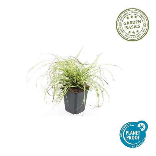 40x Carex oshim. 'Evergold' - ↕10-25cm - Ø9cm