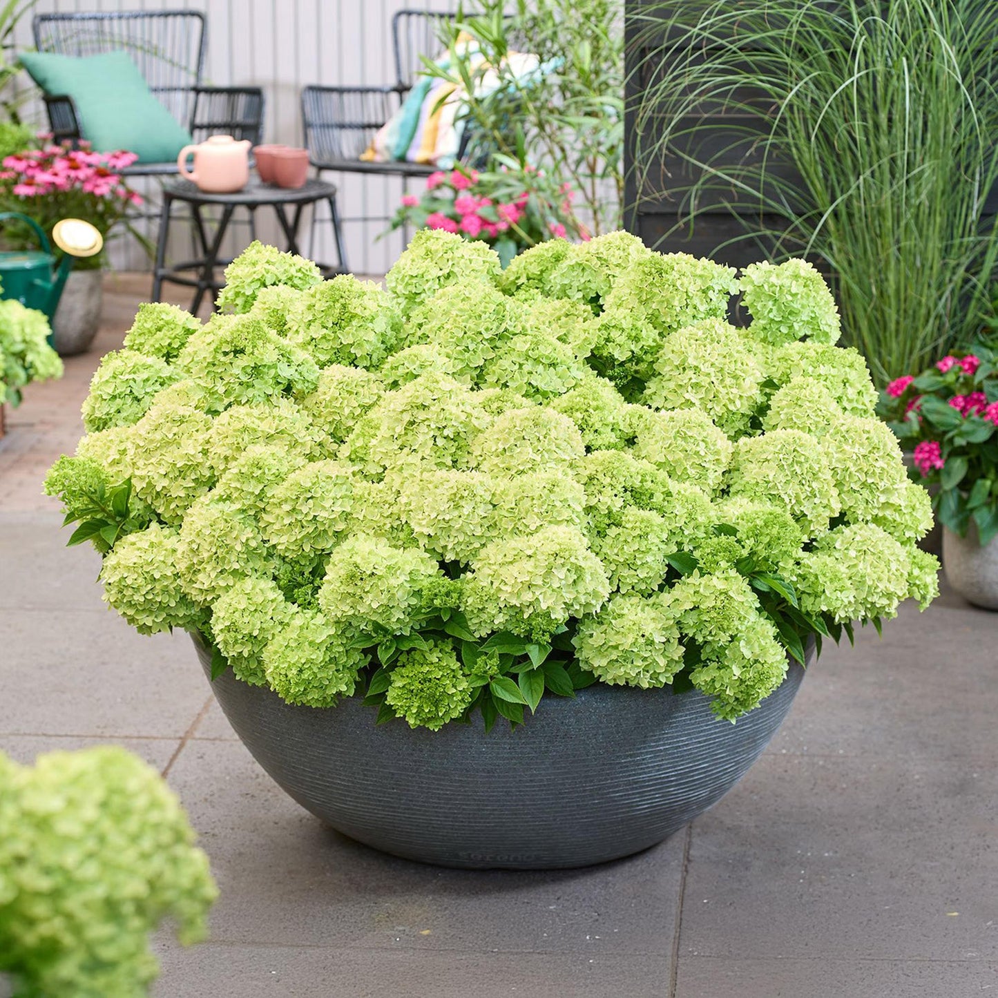 Green boutiQ - Pianta da Giardino - Hydrangea paniculata Groundbreaker Greeny - Ortensia Paniculata - Resistente - Crema - 48 Piante - Vaso 14cm - Altezza 20-25cm