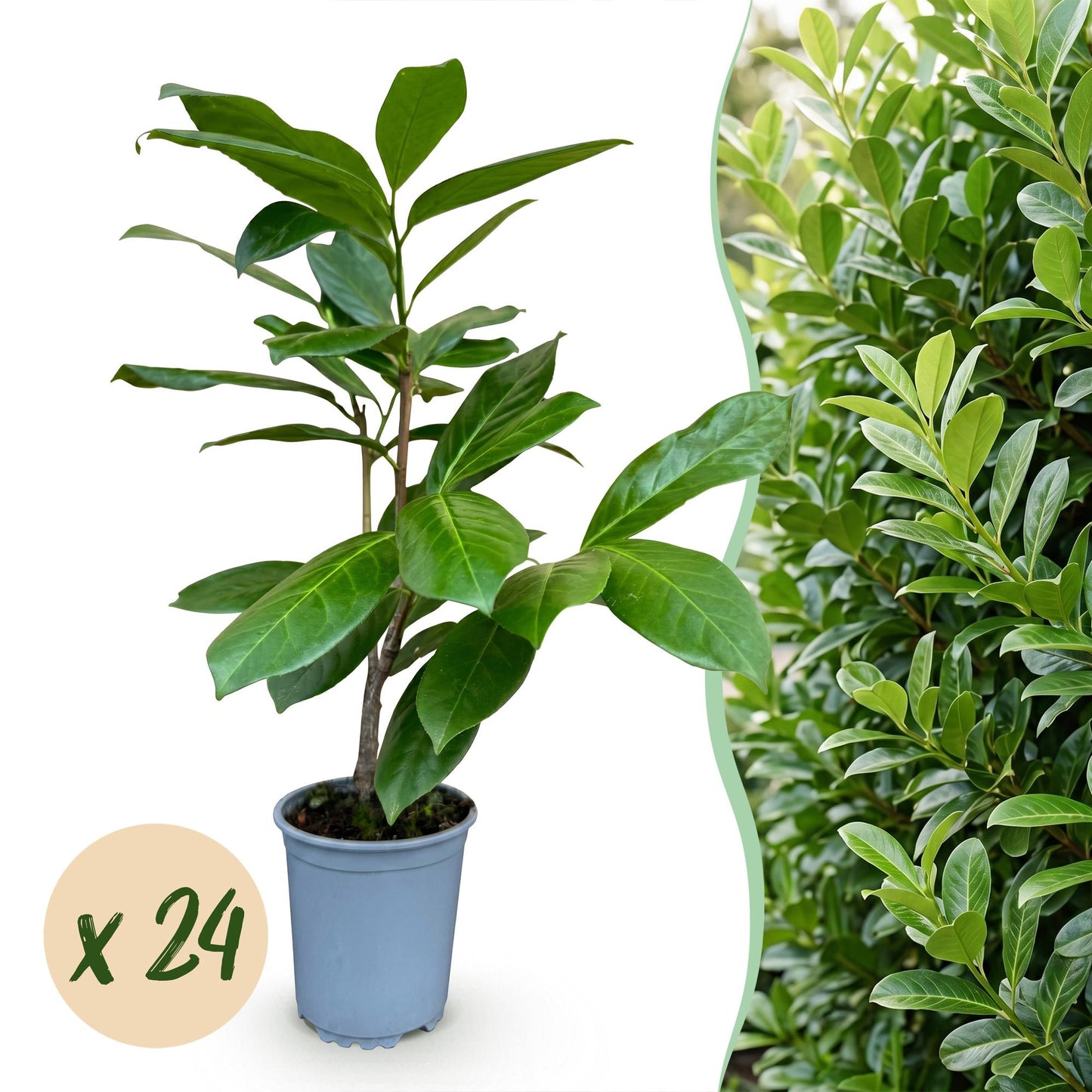 Green boutiQ - 24x Prunus laur. Rotundifolia - Cherry Laurel - Hedge Plants - Evergreen - Green - Pot 9cm - Height 25-35cm