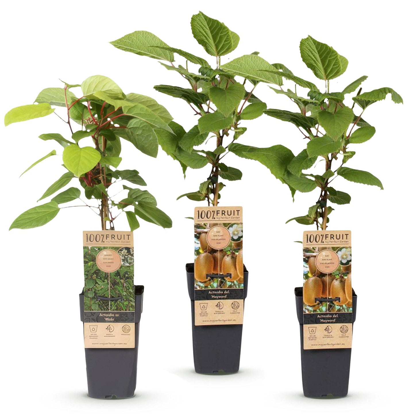 Green boutiQ - Plante fruitière - Actinidia Weiki & Hayward - Plant de Kiwi - 1 Mâle - 2 Femelles - Plantes - Vert - Pot 15cm - Hauteur 50cm