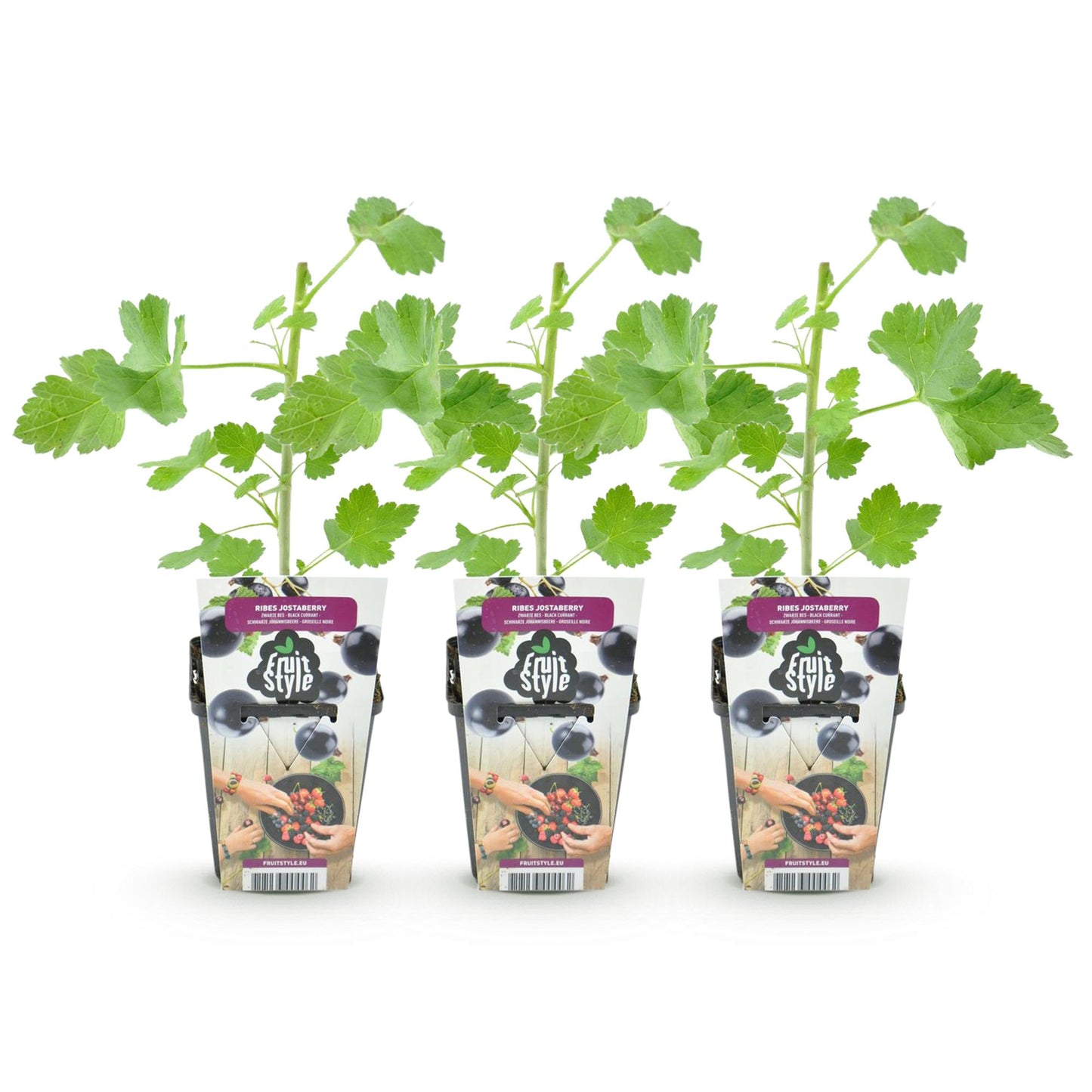 Fruitplanten - Jostabes - Ribes Jostabes - Winterhard - 3 Planten - Pot 9 cm - Zwarte Bes