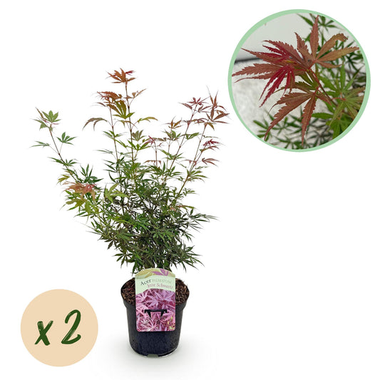 Green boutiQ - Terrasplant - Japanse Esdoorn - Acer palmatum Jerre Swarts - Donker Rood - 2 Planten - Bladverliezend -  Pot 19cm Hoogte 70cm