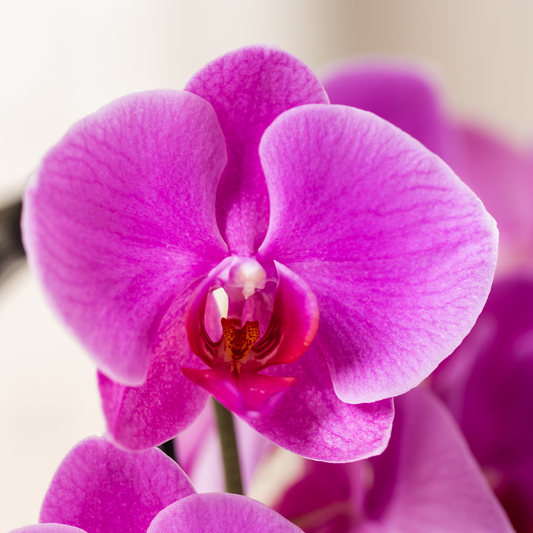 Kolibri Orchids | Orchidea phalaenopsis viola in vaso Ø12cm | Freeride | pianta da appartamento fiorita - fresca dal coltivatore