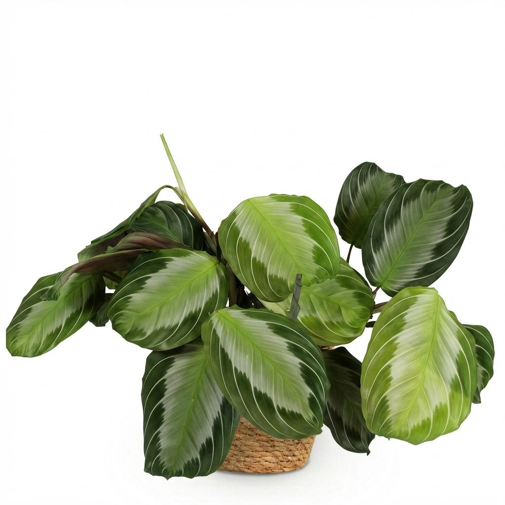 Kamerplant - Maranta Fascinator Silverband - Gebedsplant - Huisdiervriendelijke Plant - Groen - 1 Plant - met Mand - Pot 12cm - Hoogte 25cm