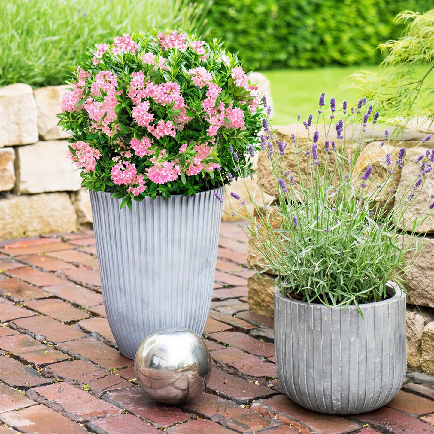 Green boutiQ - Dwarf Rhododendron - Rhododendron Bloombux Magenta - Flowering Boxwood - Low Maintenance - Pink Flower - 1 Plant - Pot 23cm - Height 45-55cm