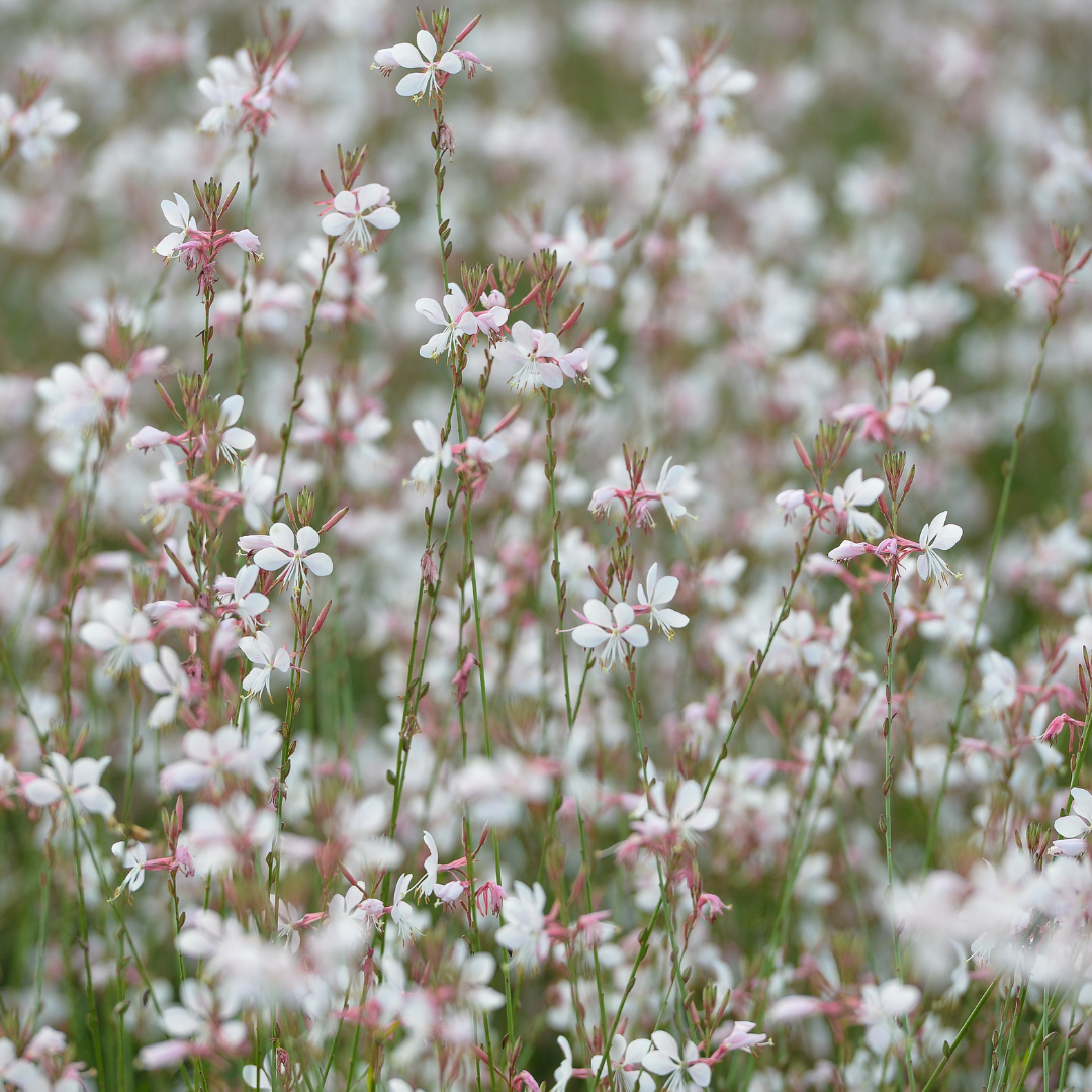 60x Gaura lindheimeri - ↕10-25cm - Ø9cm