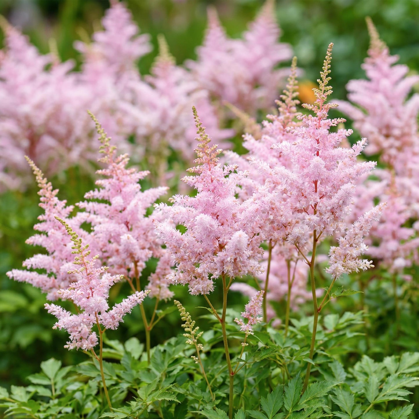 Green boutiQ - Plante vivace - Astilbe (J) Europa - Spirée de Chine - Ombre - Rose - 24 Plantes - Pot 11cm - Hauteur 15-25cm