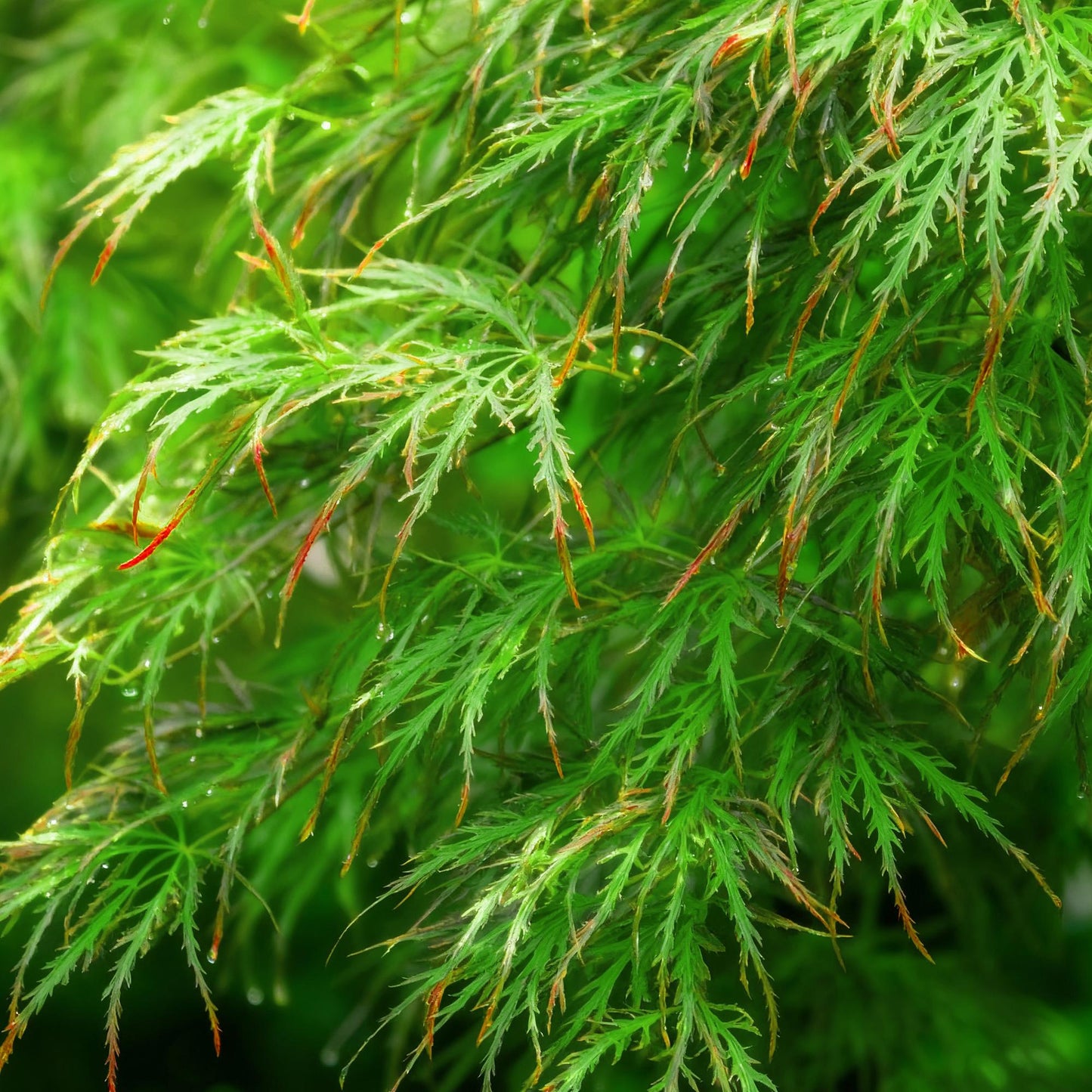 Green boutiQ - Garden Plant - Acer palmatum Emerald Lace - Green - 3 Plants - Deciduous - Low Maintenance - Pot 12cm Height 35cm