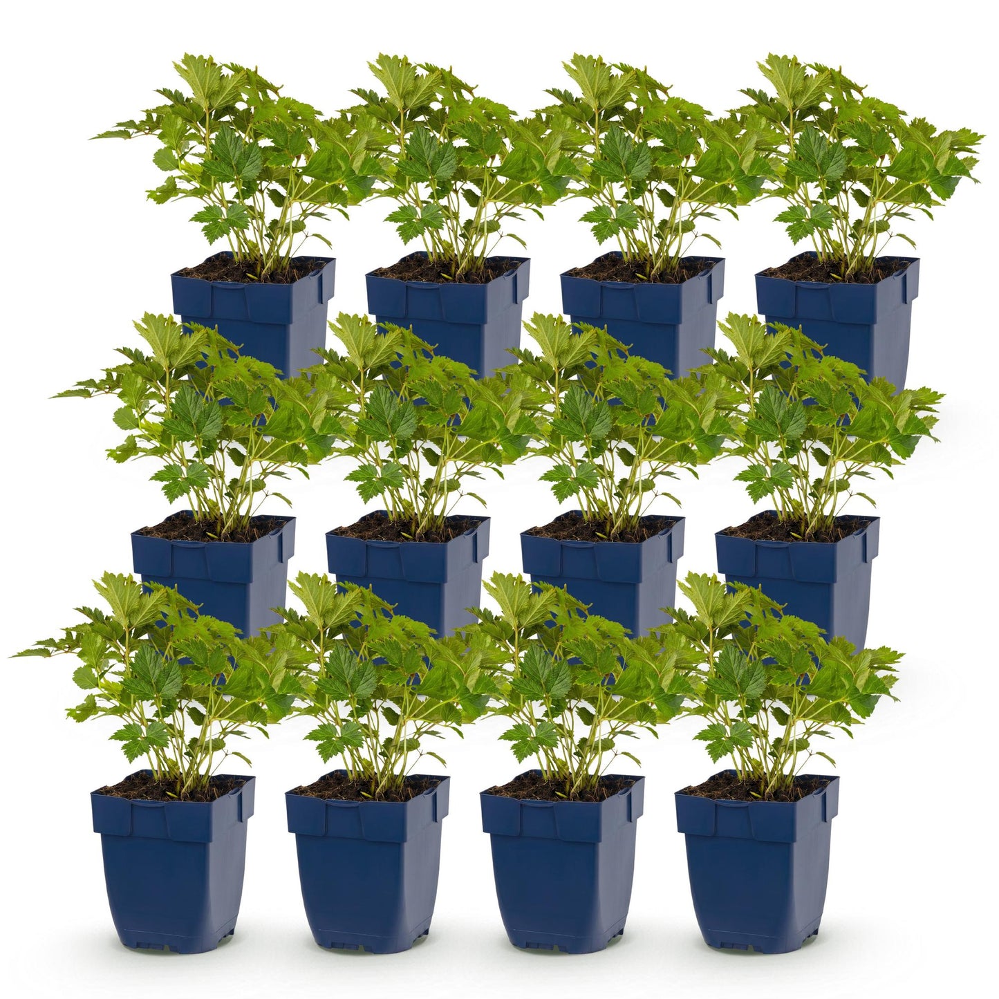 Green boutiQ - Plante vivace - Astilbe chin. Pumila - Spirea en panicule - Ombre - Violet - 12 Plantes - Pot 11cm - Hauteur 15-25cm