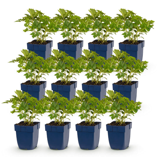 Green boutiQ - Plante vivace - Astilbe chin. Pumila - Spirea en panicule - Ombre - Violet - 12 Plantes - Pot 11cm - Hauteur 15-25cm