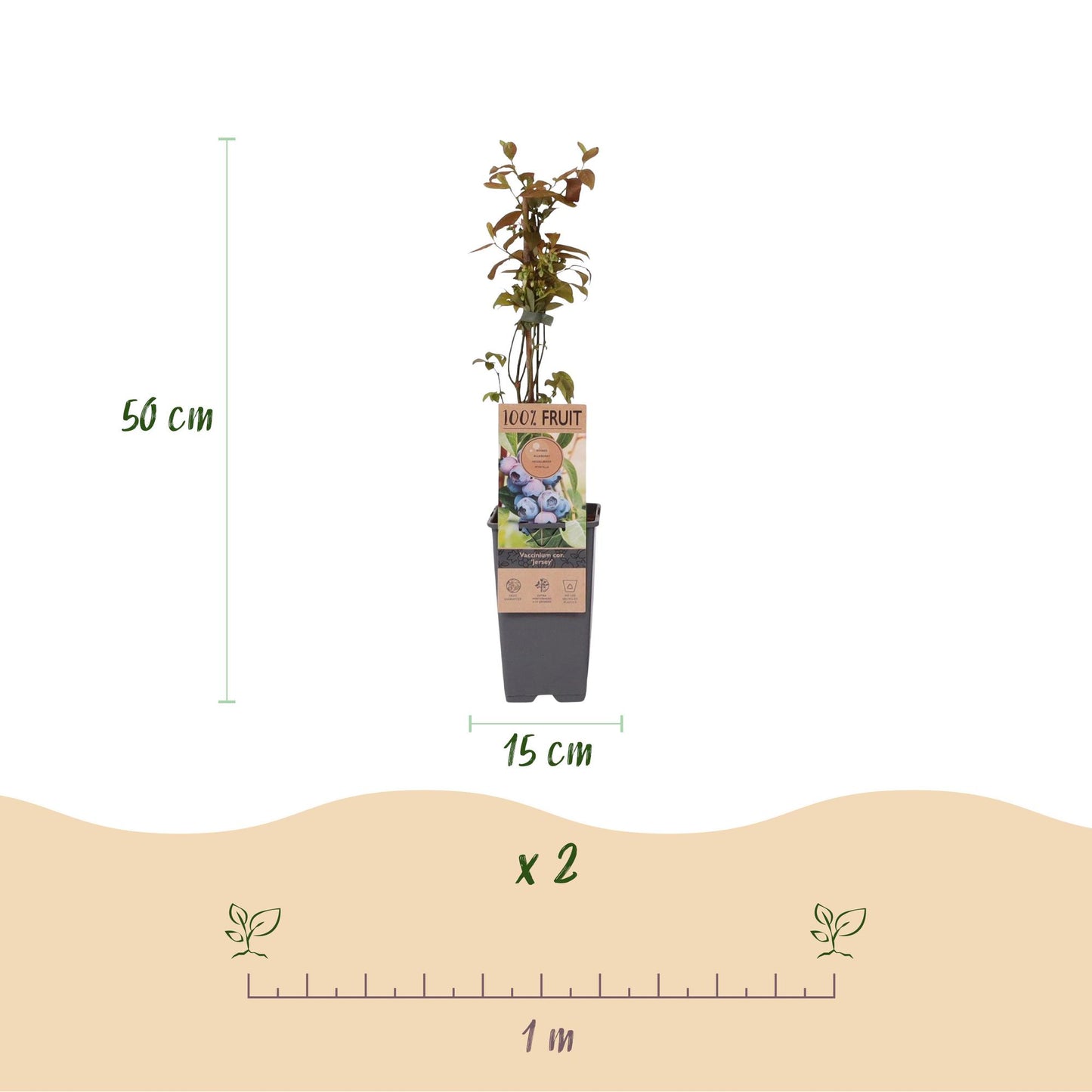 Fruit Plant - Vaccinium corymbosum Jersey - Blueberry - Hardy - Blue Berry - 2 Plants - Pot 15cm - Height 50cm