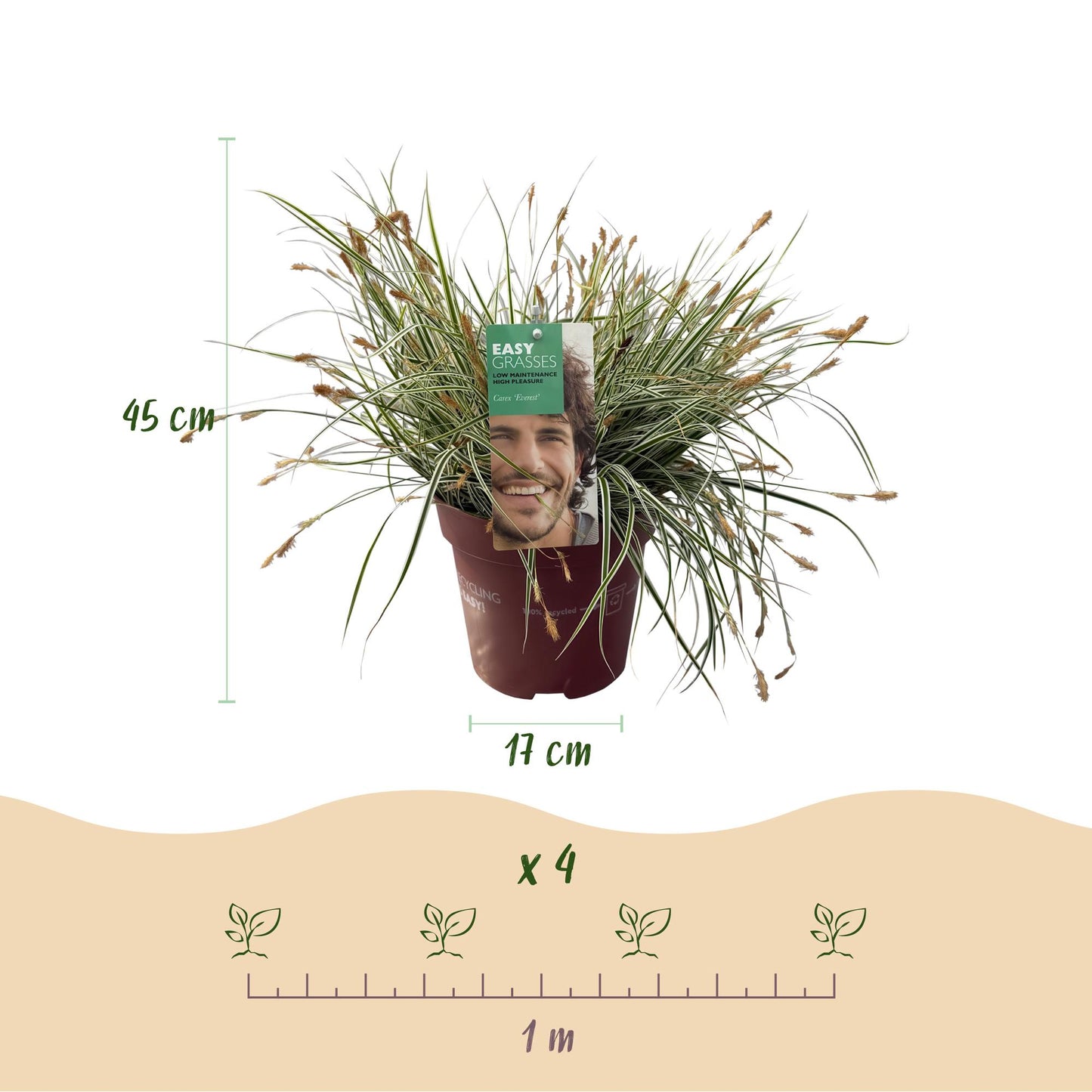 Green boutiQ - Siergrassen - Carex oshimensis Everest - Wit en Groen - 4 Planten - Bladhoudend - Weinig Onderhoud - Pot 17cm Hoogte 50cm