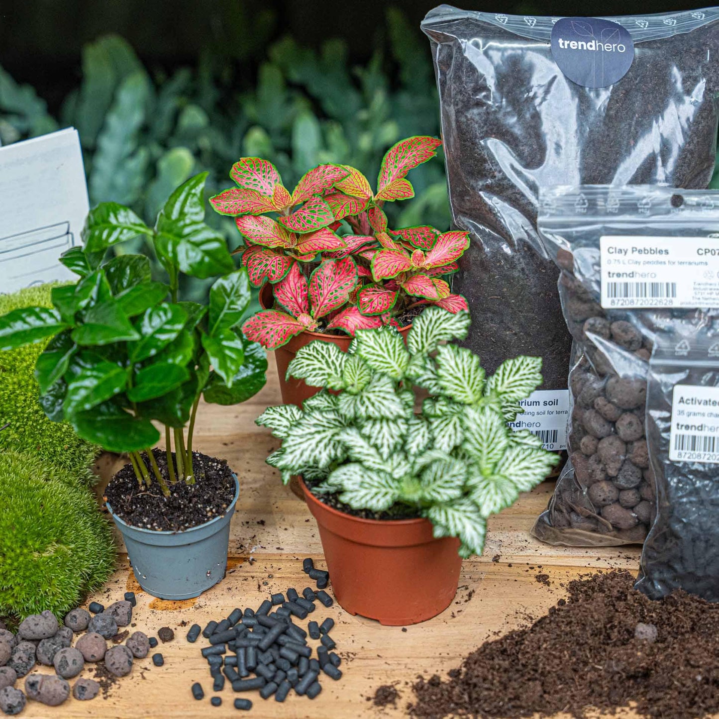 Plant terrarium refill &amp; starter pack - Coffea Arabica