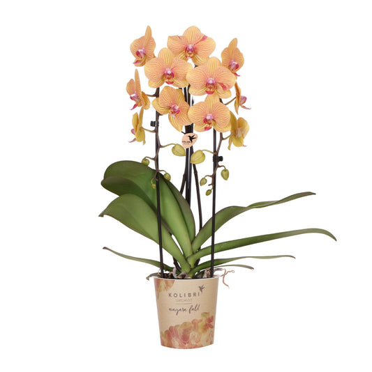 Orchidee colibrì | Orchidea phalaenopsis arancione in vaso Ø12cm | Sunny Bunny | pianta da appartamento fiorita - fresca dal coltivatore
