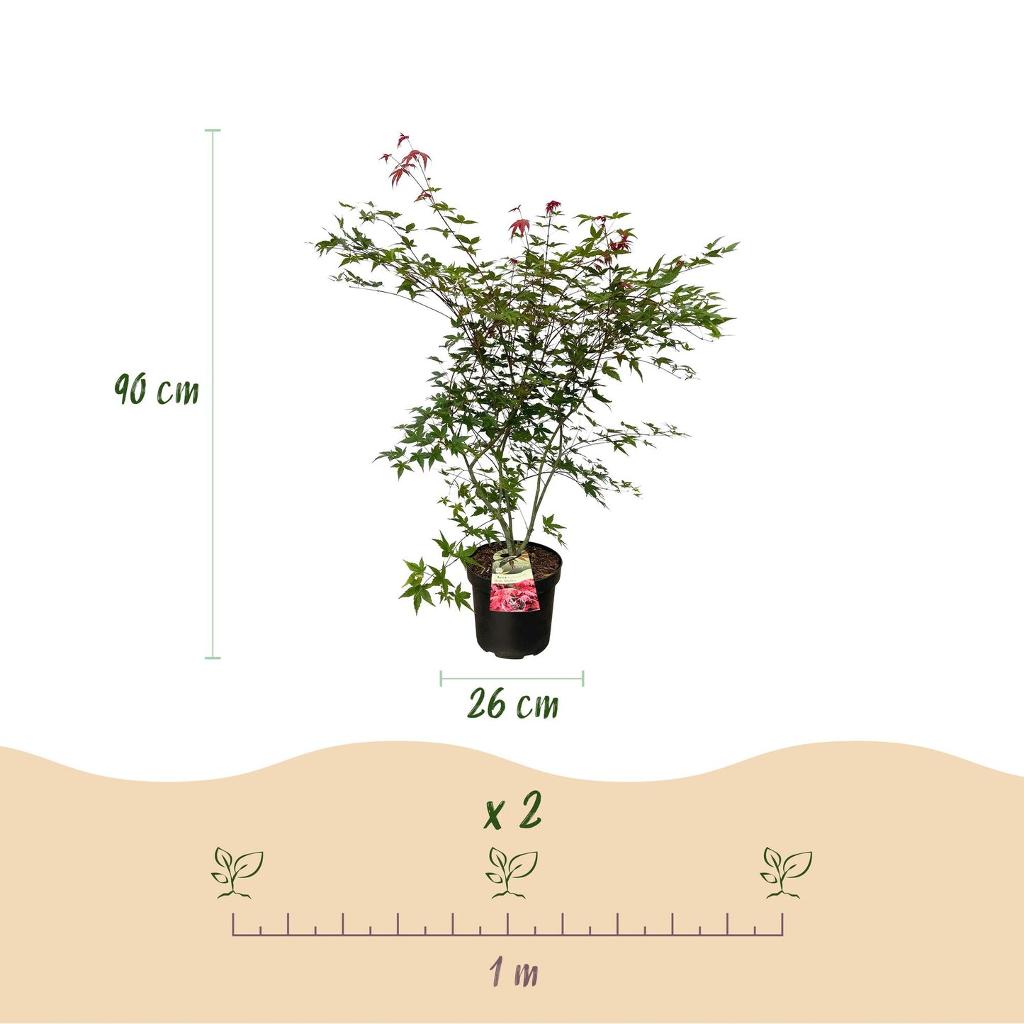 Garden Plant - Acer palmatum Beni Maiko - Japanese Maple - Deciduous - Red - 1 - Pot 26cm - Height 90cm