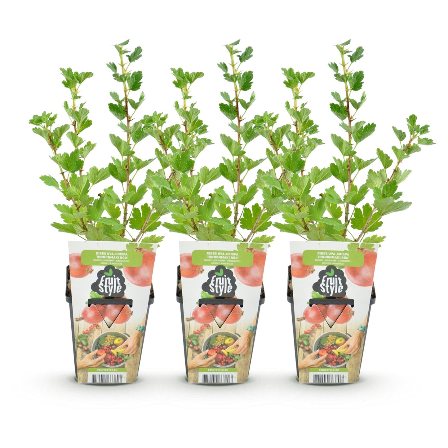 Green boutiQ - Fruit Plants - Gooseberry - Ribes uva-crispa Hinnonmaki Rod - Winter Hardy - 3 Plants - Pot 9 cm - Red Currant