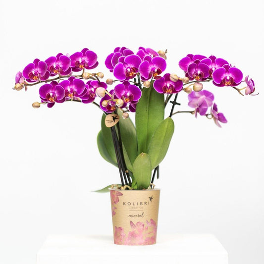 Kolibri Orchids | Orchidea phalaenopsis viola in vaso Ø9cm | Morelia | pianta da appartamento fiorita - fresca dal coltivatore