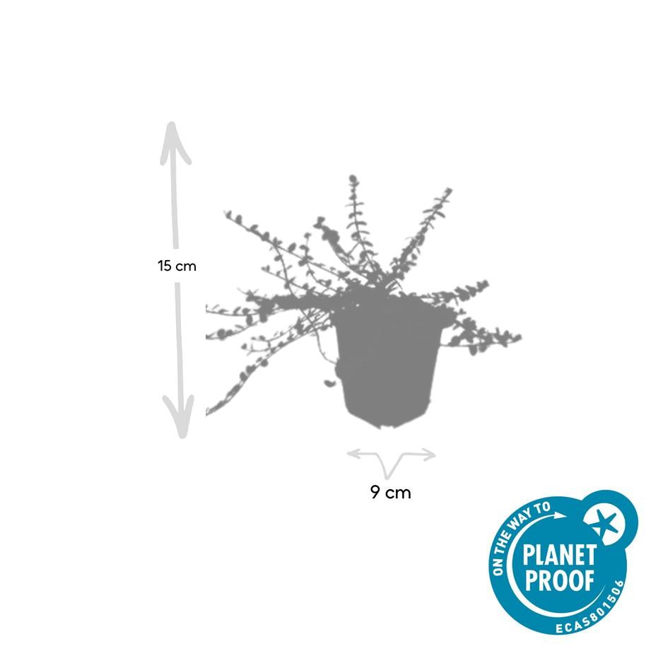 48x Forte Euonymus. 'Minimus' - ↕10-25cm - Ø9cm