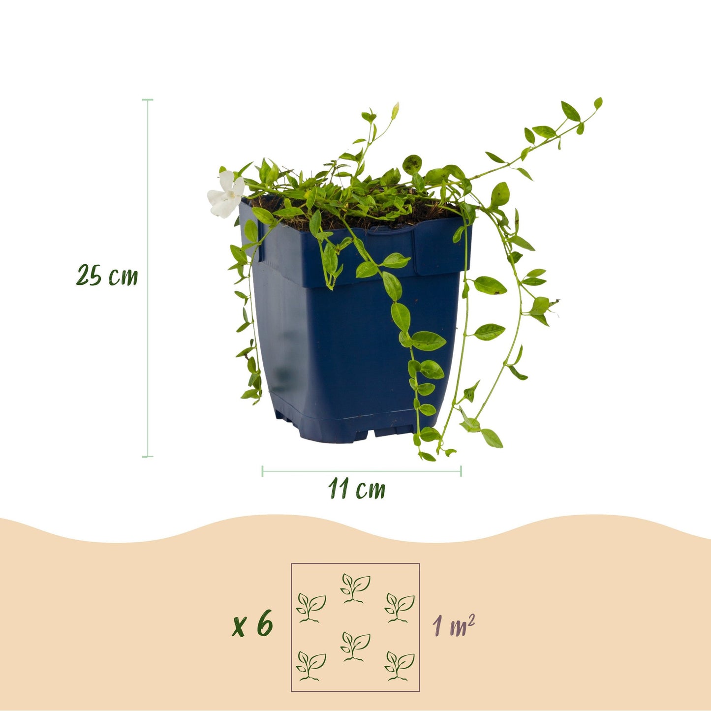 Vasteplant - Vinca minor Alba - Maagdenpalm - Bodembedekkend - Wit - 24 Planten - Pot 11cm - Hoogte 15-25cm