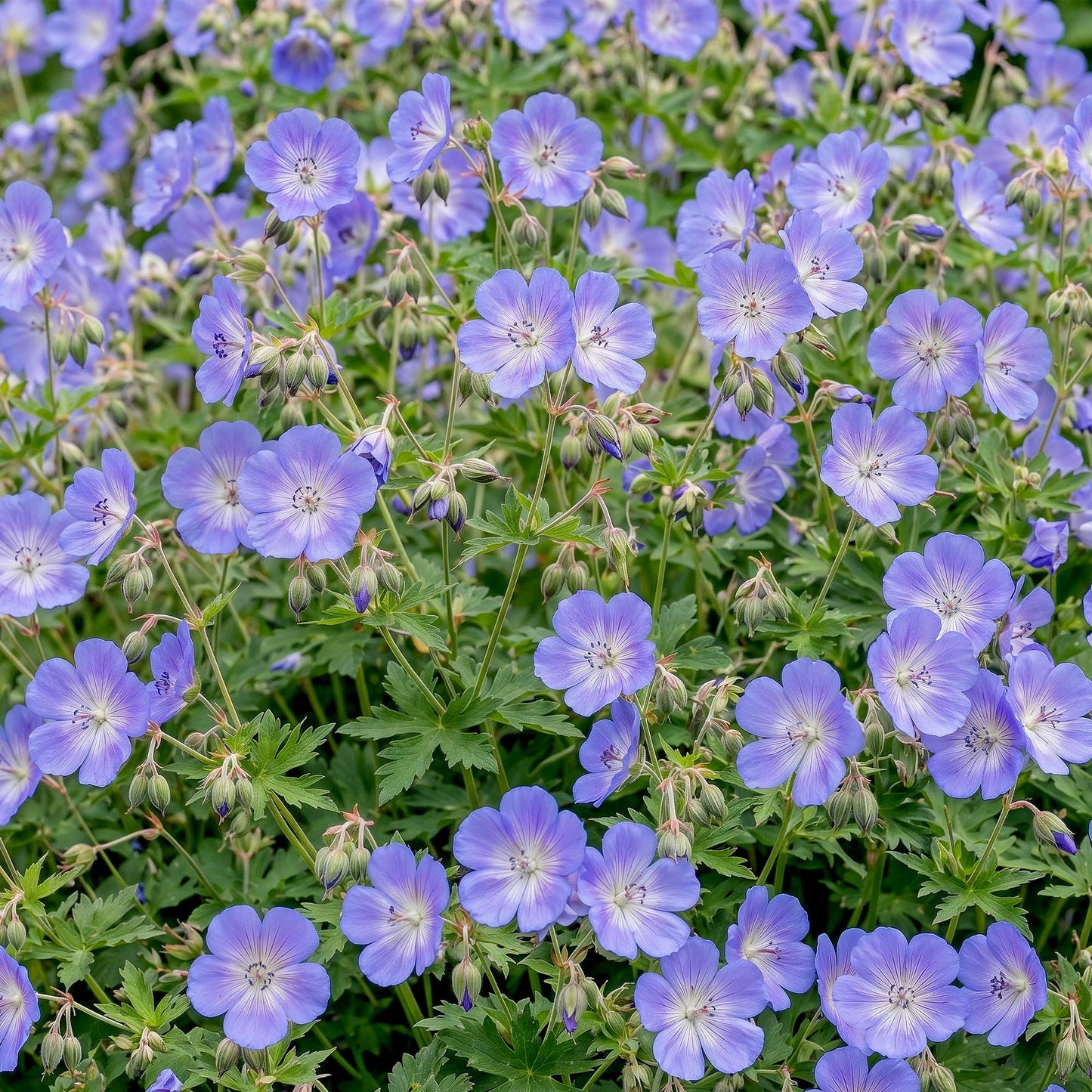 Vasteplant - Geranium 'Rozanne' - Ooievaarsbek - Bodembedekkend - Blauw - 1 Plant - Pot 11cm - Hoogte 15-25cm