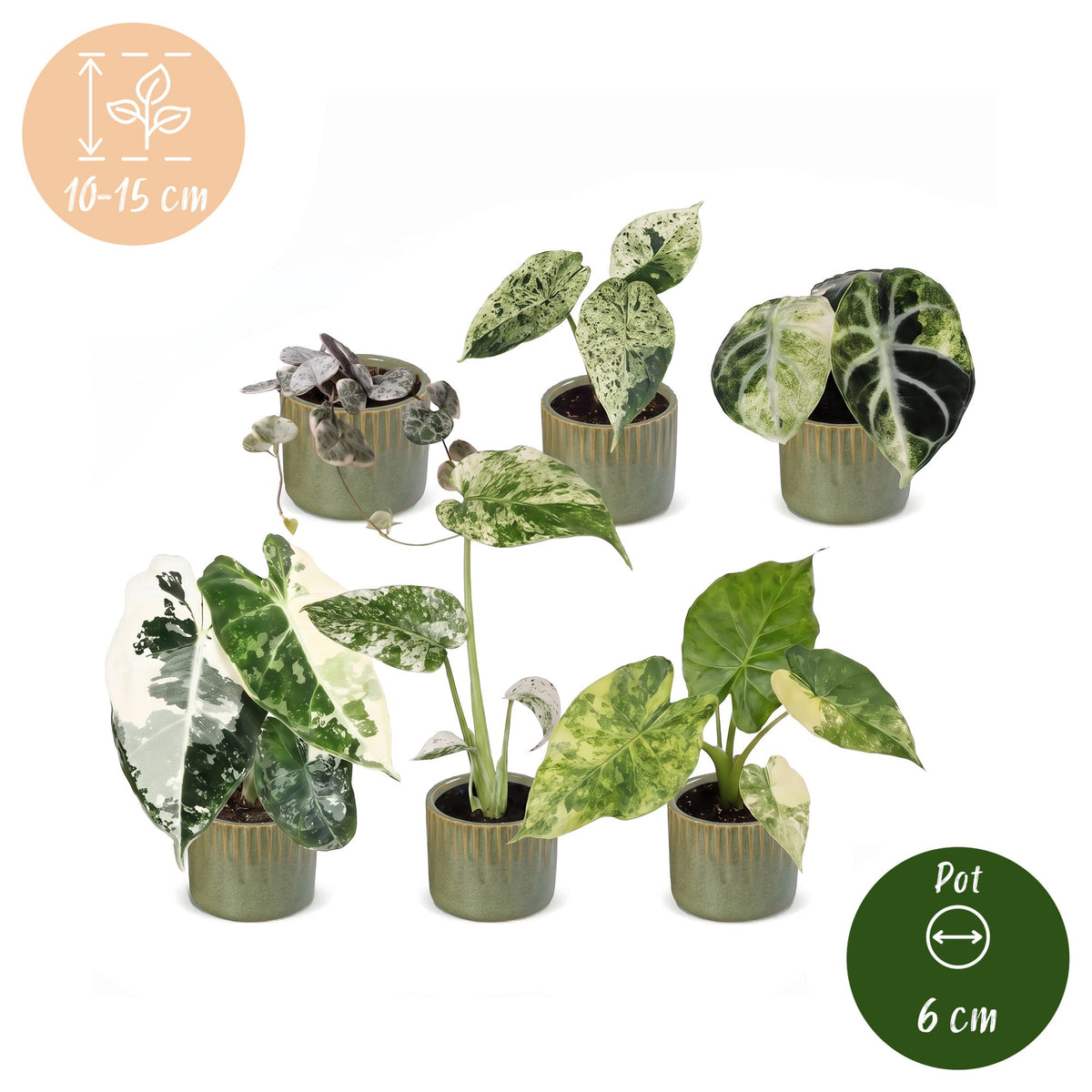 6x Baby Variegata Mix - Assorted - Tropical - incl. Linnea Olive - Ø6cm - ↕10-15cm