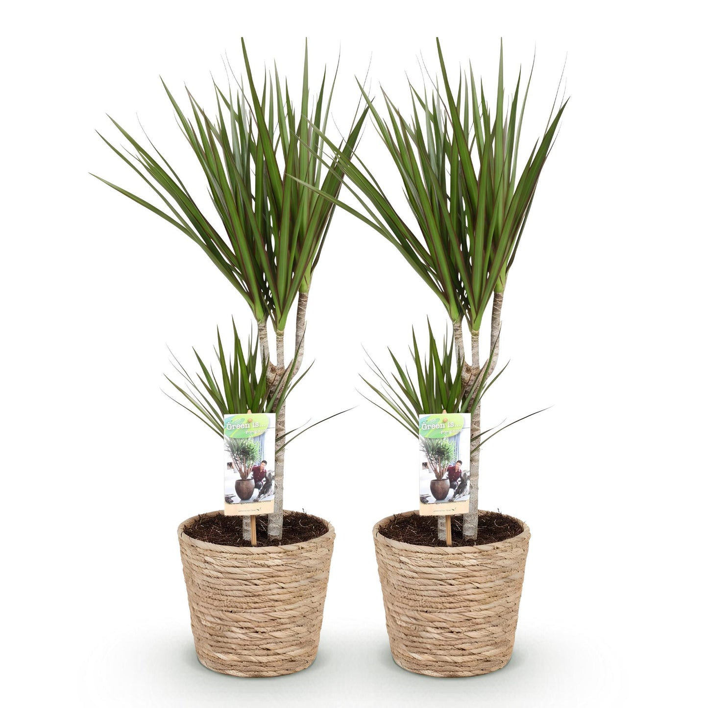 Green boutiQ - Houseplants - Dracaena Marginata - Dragon Blood Tree - Low maintenance - with basket - Green - 2 Plants - Pot 17cm - Height 70-80cm