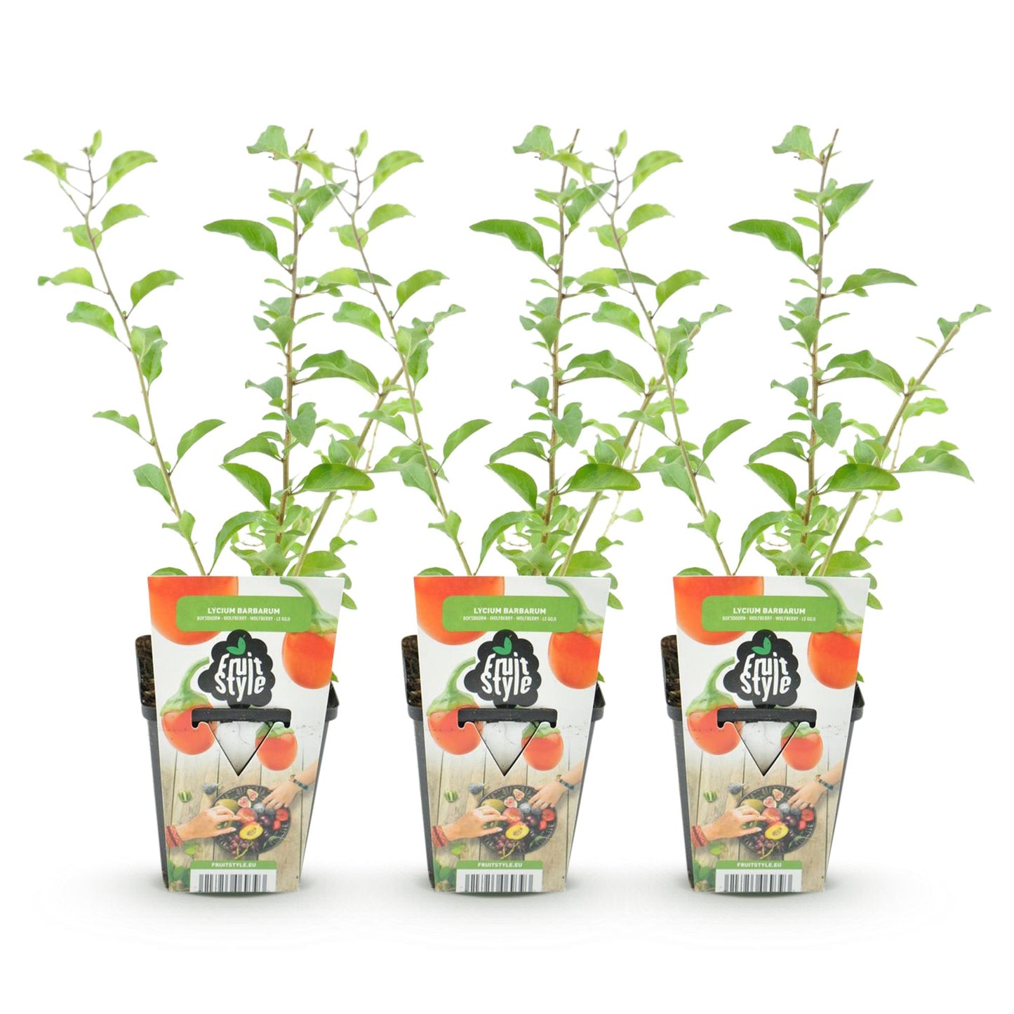 Fruit Plants - Goji Berries - Lycium Barbarum - Hardy - 3 Plants - 9 cm Pot - Orange - Red Fruit