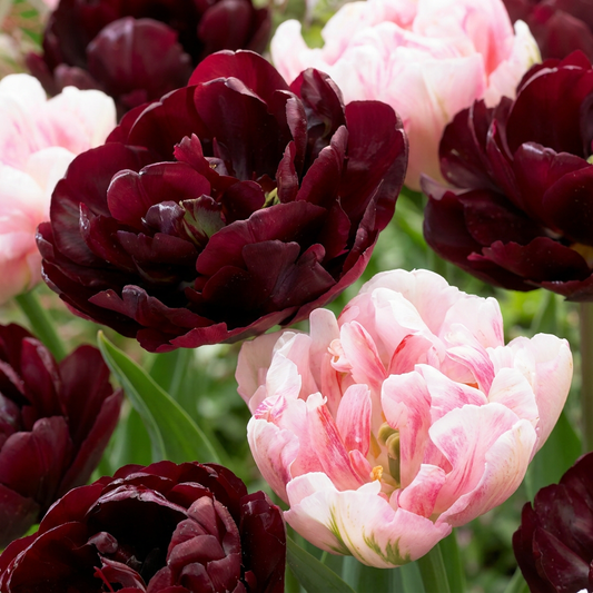 96x Tulipa Sweet Desire mix - Tulip Sweet Desire mix - Miscellaneous - Spring flowering - Bulb size 11/12