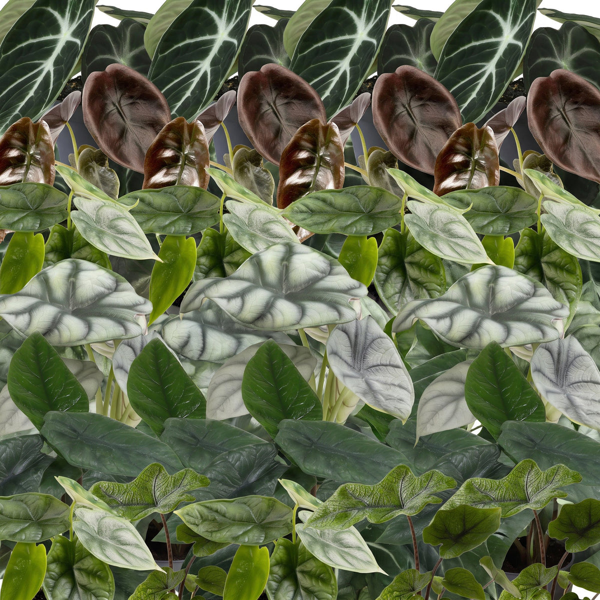 6x Baby Alocasia Familie - Rood - Groen - Zwart - Zilver - Grijs - Tropisch - incl. Linnea Misty Blue - Ø6cm - ↕12cm