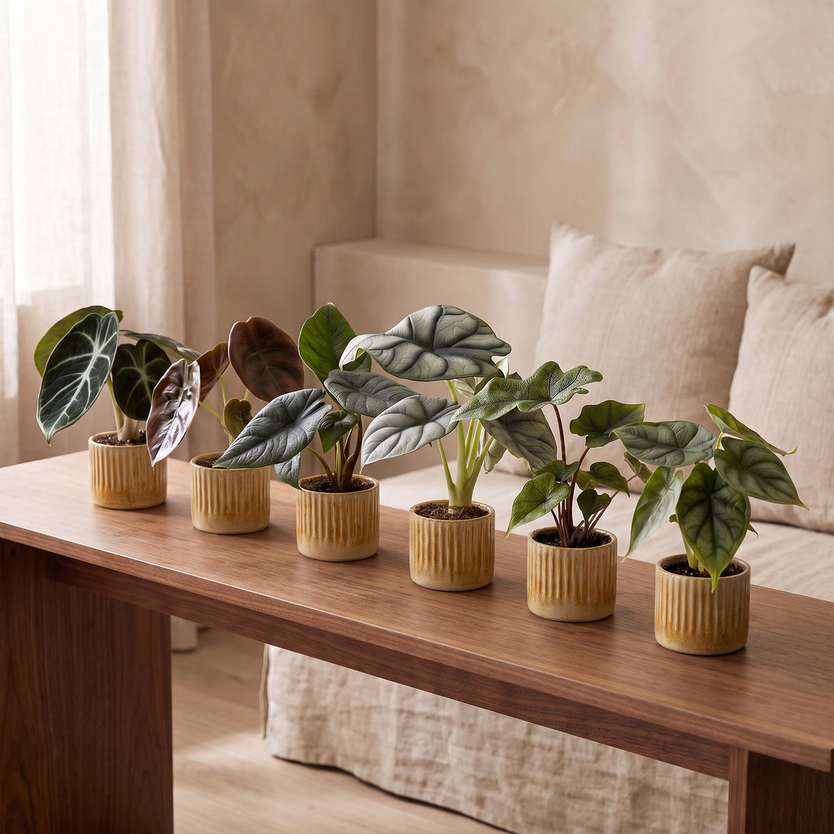 6x Baby Alocasia Familie - Rood - Groen - Zwart - Zilver - Grijs - Tropisch - incl. Linnea Honey - Ø6cm - ↕12cm